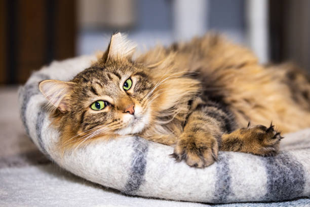 A happy tabby cat lounging in a cozy cat bed.