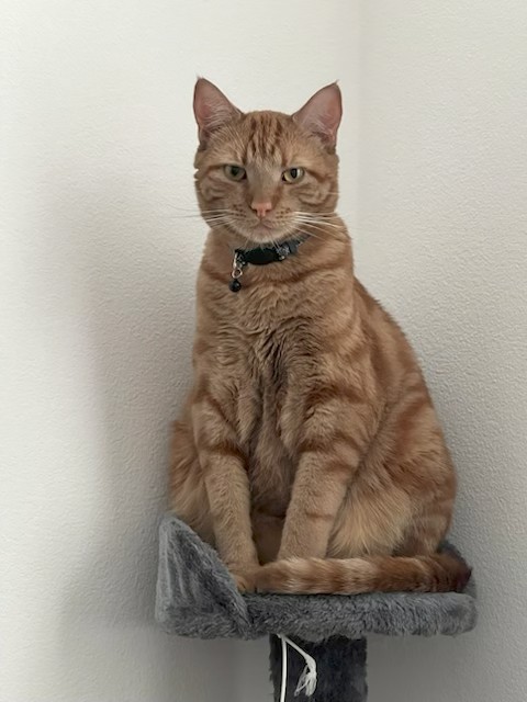 An orange tabby cat with a collar sitting upright on a gray cat perch against a white wall.