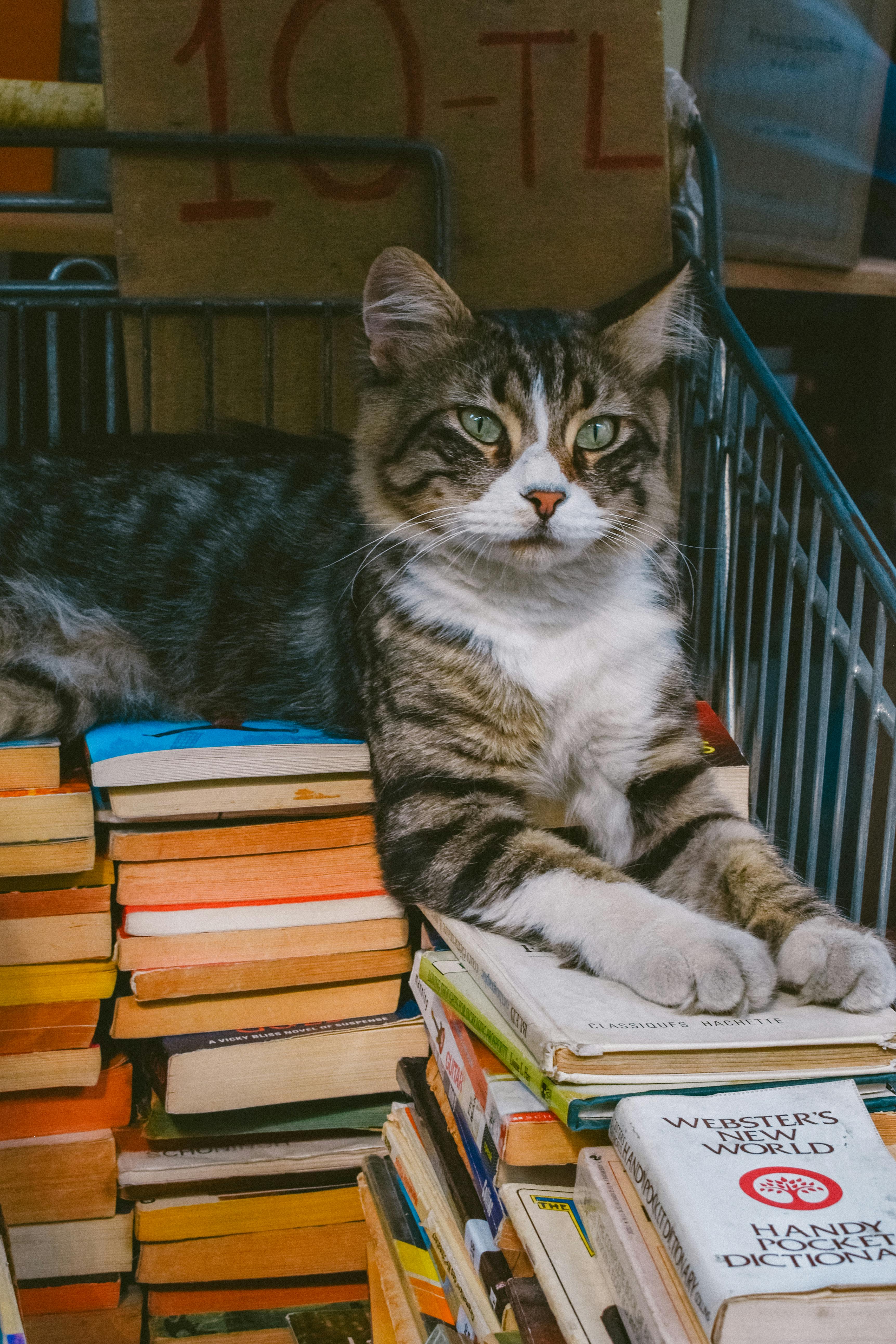 A cat sitting on an open book, symbolizing knowledge and resources.
